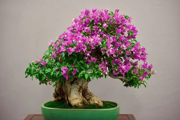 Artificial Bonsai