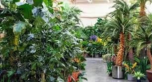 Artificial Plants for Outdoor Spaces: A Perfect Solution